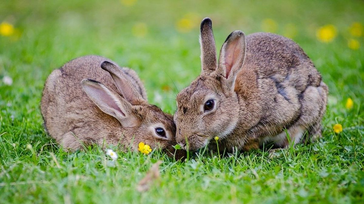 Una madre golpea a sus hijas con un palo por matar un conejo