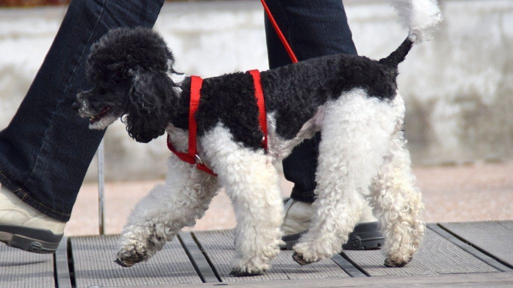 Un dueño paseando a su perro por la calle