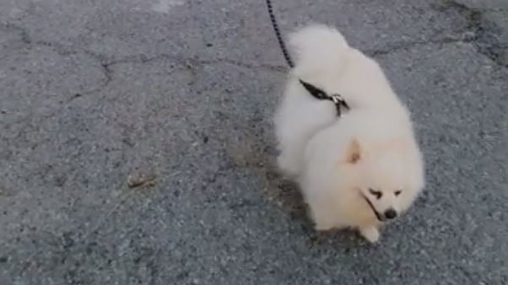 Un hombre pasea a su perro con un dron para no saltarse la cuarentena en Chipre Un hombre pasea a su perro con un dron para no saltarse la cuarentena en Chipre