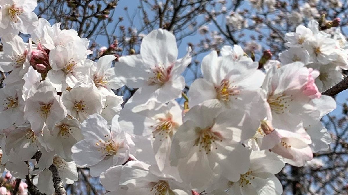 Una primavera diferente