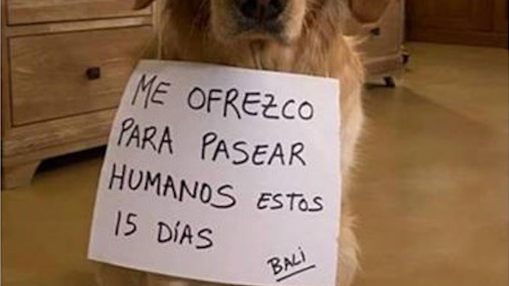 Denuncian en A Coruña a un hombre que alquilaba a sus perros para pasearlos durante el confinamiento Denuncian en A Coruña a un hombre que alquilaba a sus perros para pasearlos durante el confinamiento