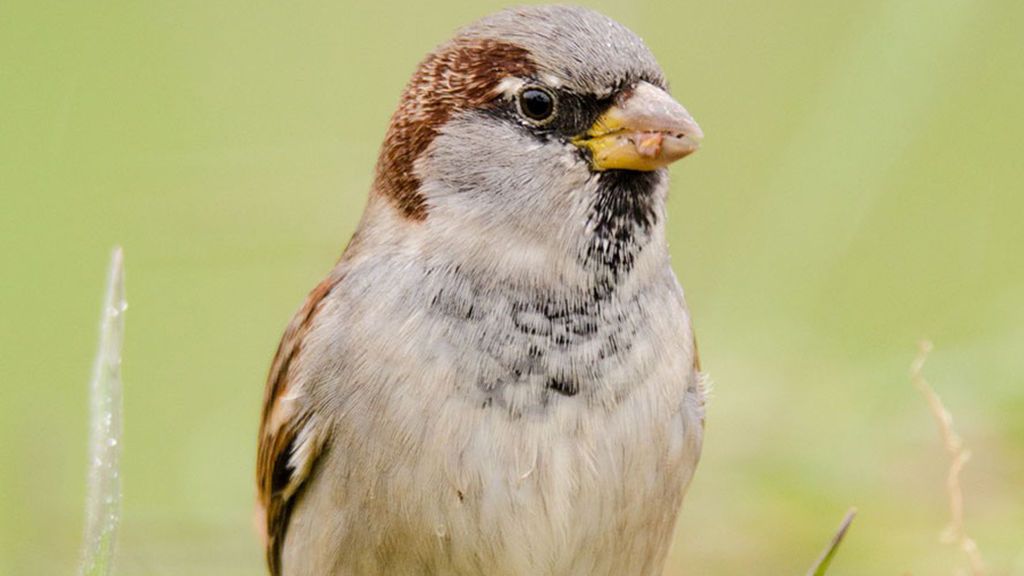 Sobrevivir al confinamiento, y disfrutarlo: por fin se escuchan pájaros en la ciudad Sobrevivir al confinamiento, y disfrutarlo: por fin se escuchan pájaros en la ciudad