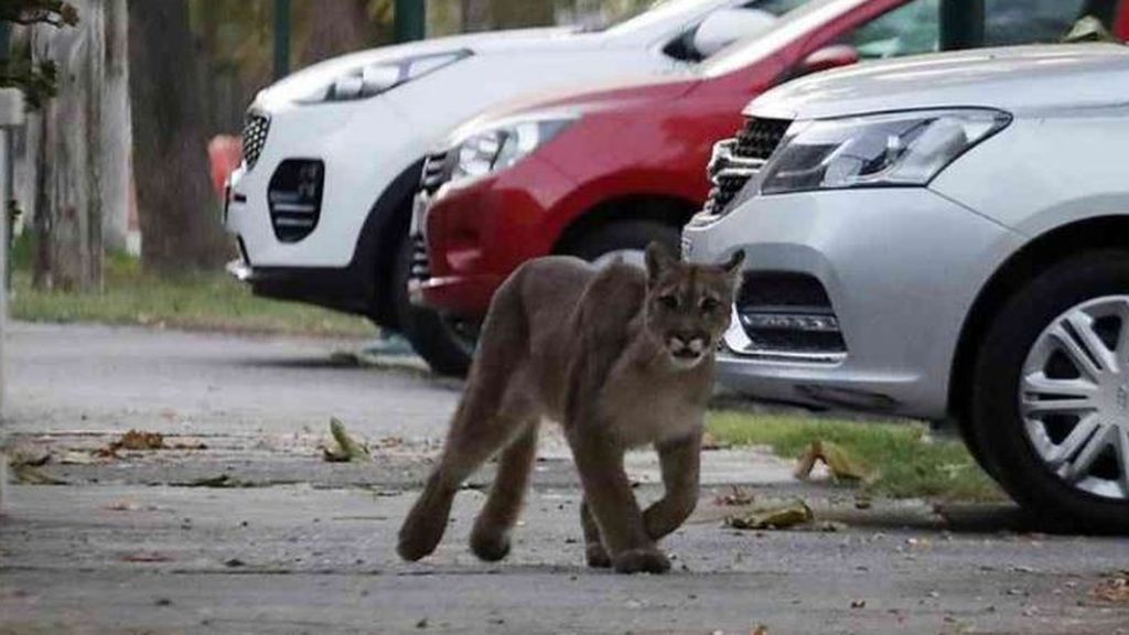 Un puma deambula por Santiago de Chile