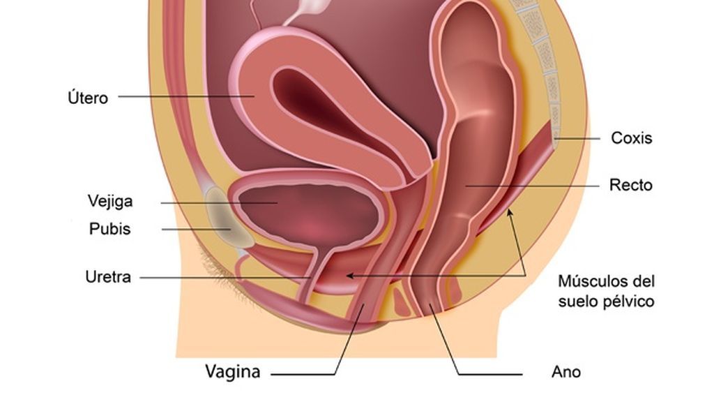 Los músculos del suelo pélvico.