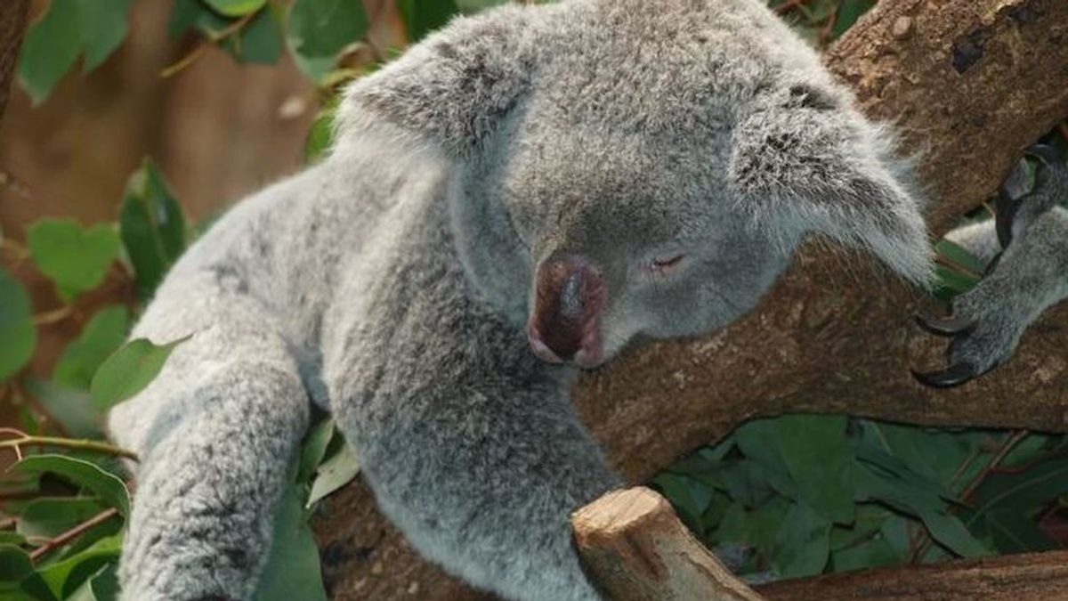 Buenas noticias: empiezan a liberar a los koalas rescatados del fuego en Australia