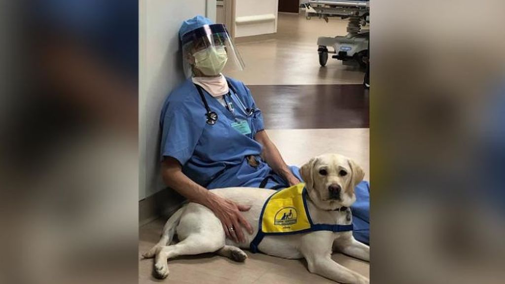 Wynn, el perro de terapia que anima a los médicos exhaustos por la lucha contra el coronavirus