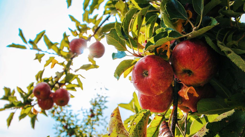 La Unió de Pagesos llama a estudiantes y parados a trabajar en la campaña de la fruta La Unió de Pagesos llama a estudiantes y parados a trabajar en la campaña de la fruta