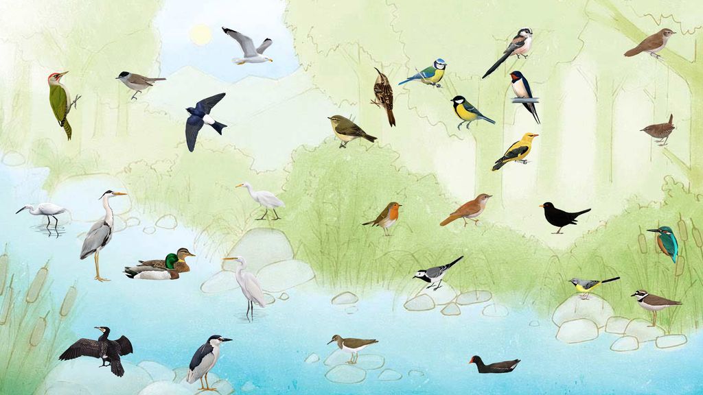 Acercar la naturaleza a casa en tiempos de aislamiento, volumen I: apps para identificar el sonido de los pajaritos