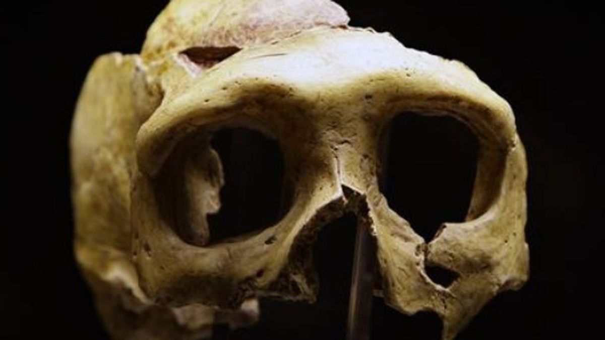 Los neandertales ya se alimentaban del mar: mejillones, peces, focas y delfines estaban en su dieta