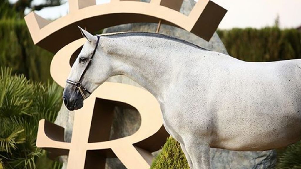SR4, el negocio equino de Sergio Ramos.