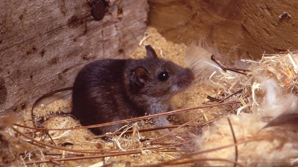 Los roedores, el principal transmisor del hantavirus