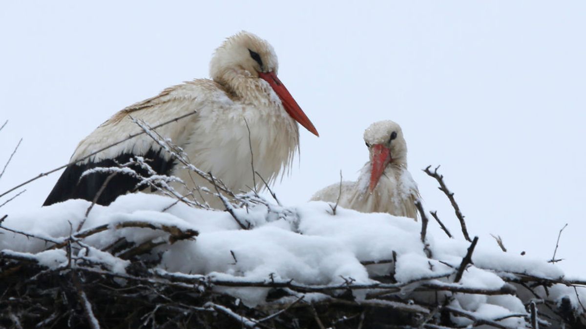 El lunes llega una masa polar: la cota nieve se desploma en el norte a 800 metros