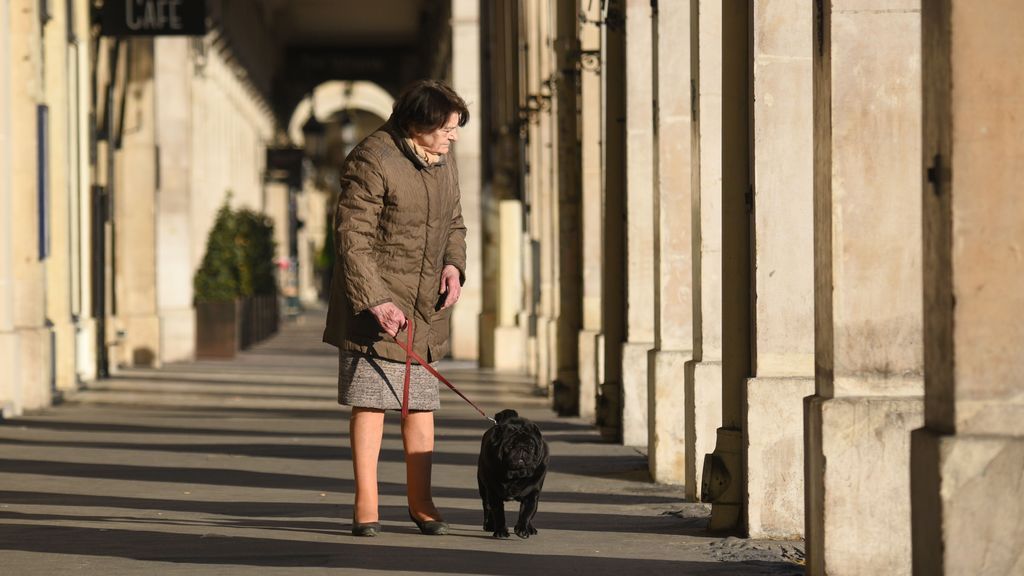 Las protectoras de animales se quedan sin perros: la Fiscalía investigará el récord de adopciones por el coronavirus Las protectoras de animales se quedan sin perros: la Fiscalía investigará el récord de adopciones por el coronavirus