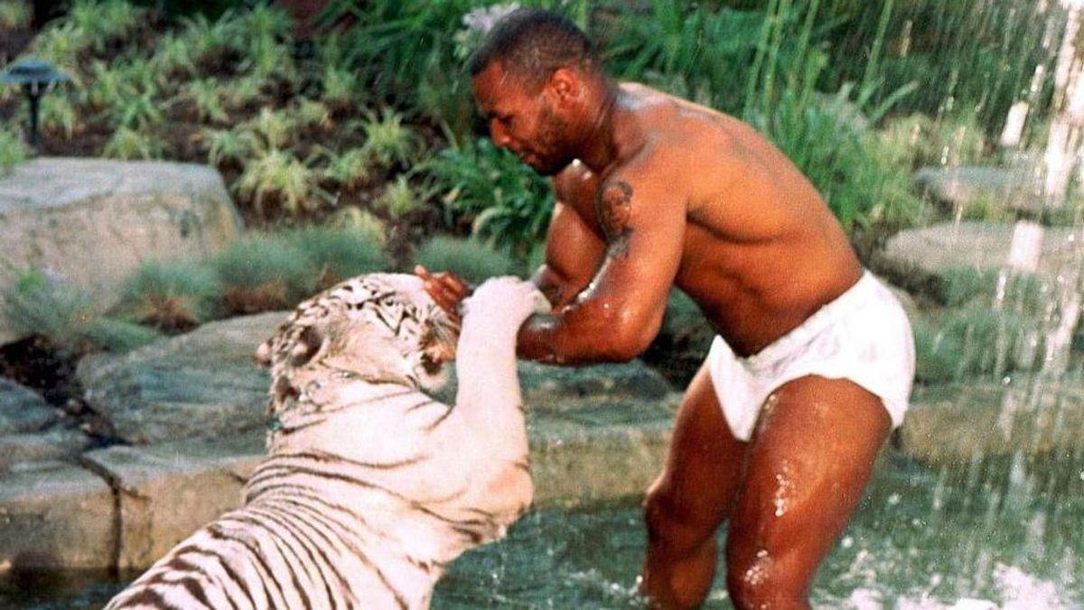 Tyson pagó 225.000 euros a una mujer porque su tigre le arrancó el brazo de un mordisco