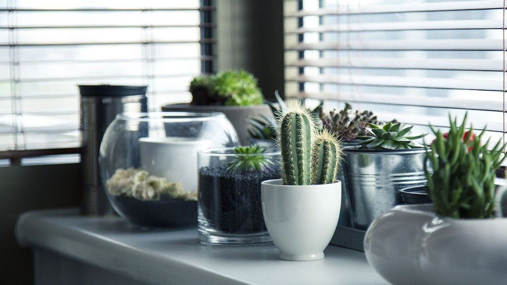 Estas plantas de interior te ayudarán a aumentar la productividad