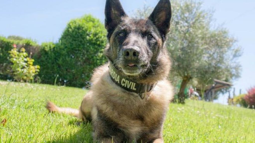 Ha muerto Elton, el perro que encontró el cuerpo de Diana Quer, por causas naturales Ha muerto Elton, el perro que encontró el cuerpo de Diana Quer, por causas naturales