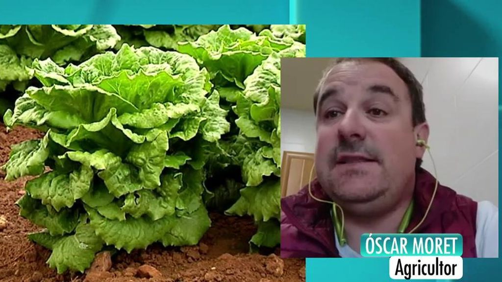 La desesperación de un agricultor: "No hay disponibiliddad de mano de obra para la recogida de frutas, puede poner en riesgo las cosechas"