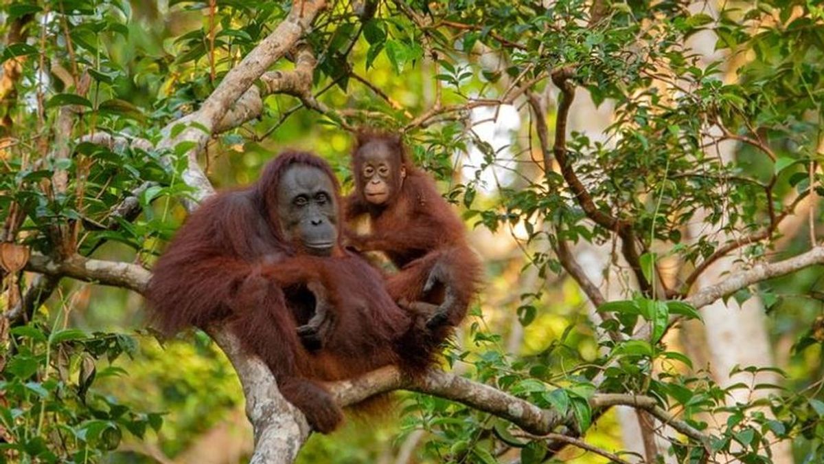 Temor por los orangutanes: miedo a que el coronavirus les afecte radicalmente