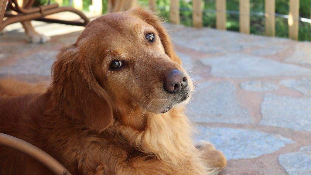 El mejor perro: Sunny le hace la compra a su dueña, en cuarentena por el coronavirus