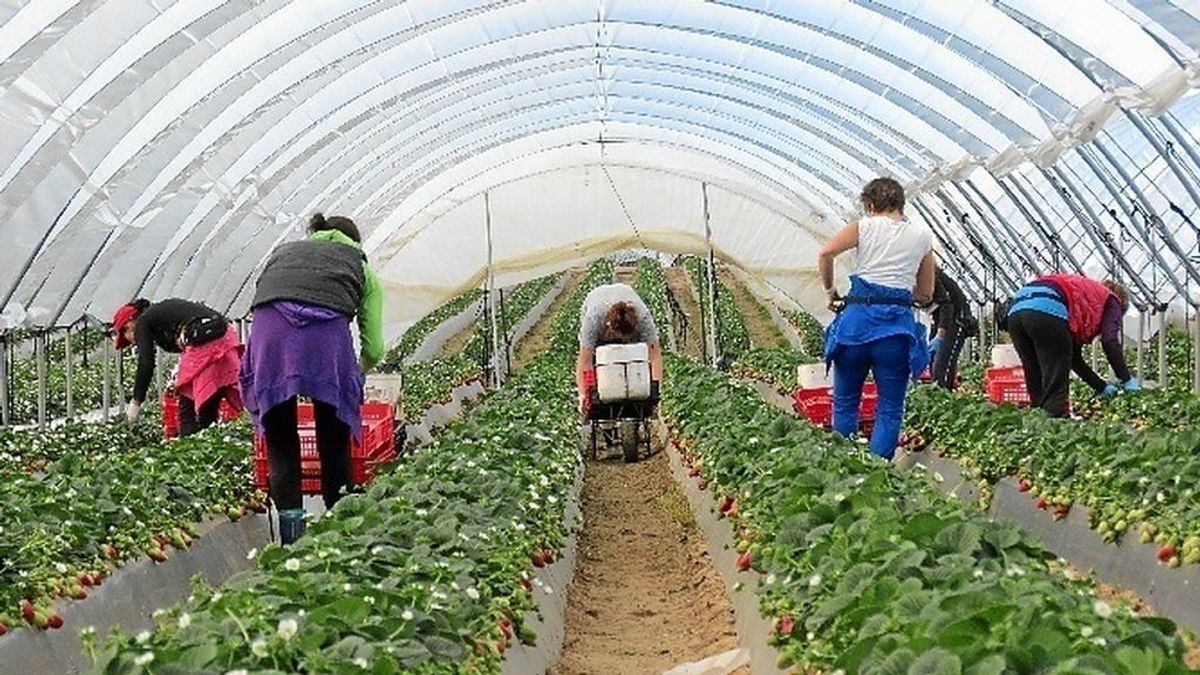 Agricultura estudia que trabajadores en paro suplan a la falta de mano de obra en el campo Agricultura estudia que trabajadores en paro suplan a la falta de mano de obra en el campo