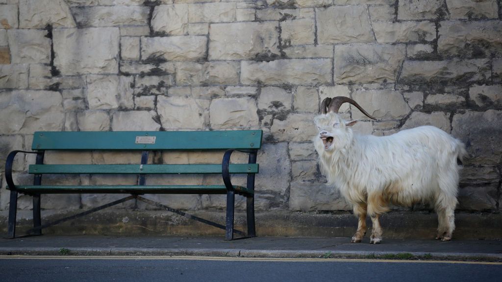 Animales en cuarentena: ratas que comen McDonald's, cabras desesperadas y más