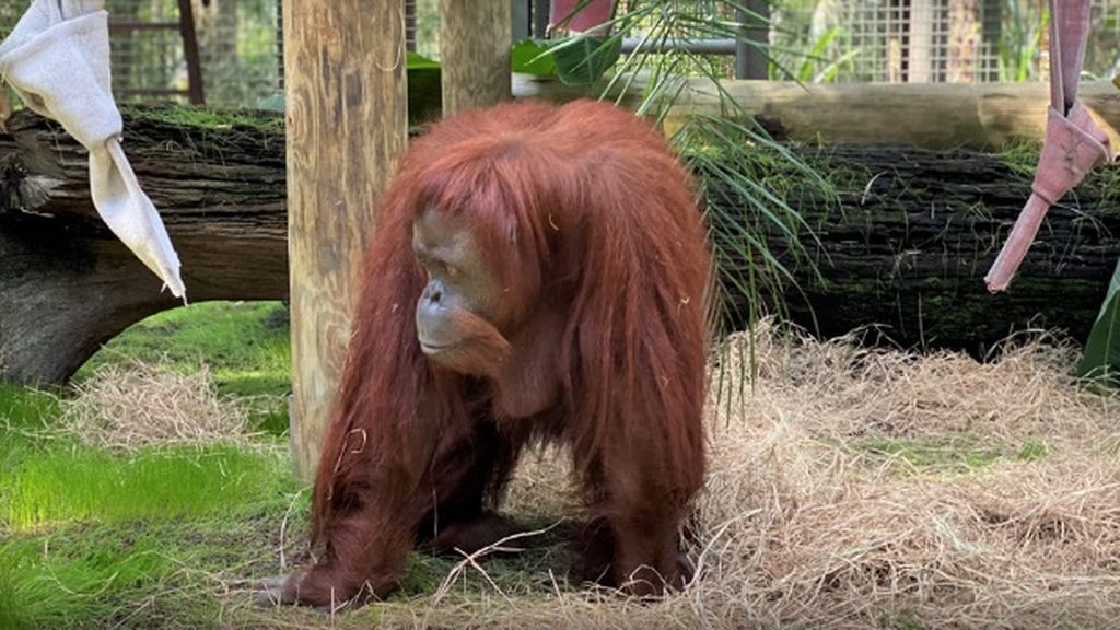 Coronavirus en orangutanes: los centros de protección les enseñan a lavarse las manos para evitar el contagio
