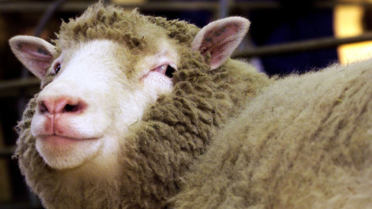Los científicos que clonaron a la oveja Dolly trabajan en un tratamiento contra el coronavirus