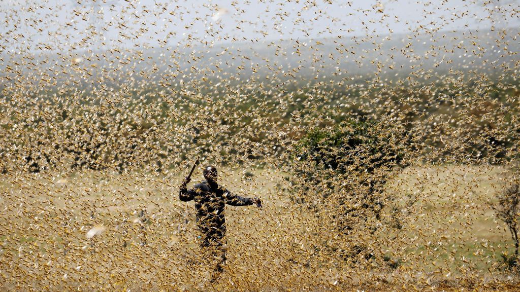 La plaga de langosta sigue su camino sin freno: la Nasa y la ONU se unen para pararla