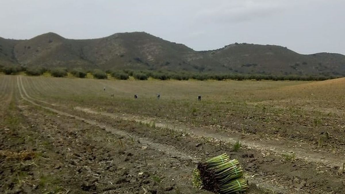 La falta de mano de obra hace peligrar la mitad de la cosecha del espárrago en Guadalajara La falta de mano de obra hace peligrar la mitad de la cosecha del espárrago en Guadalajara