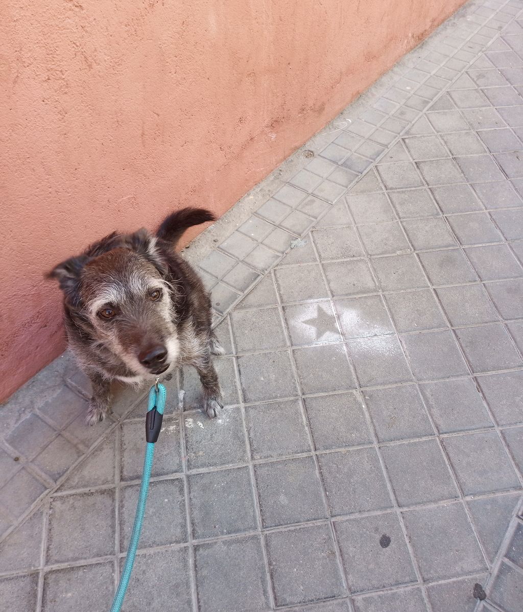 Los perros tienen estrella: pueden salir a la calle