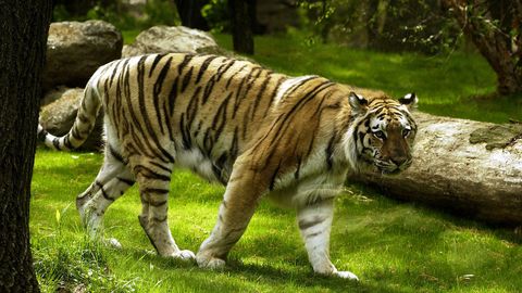 Ocho Leones Y Tigres Contagiados De Coronavirus En El Zoo De Nueva