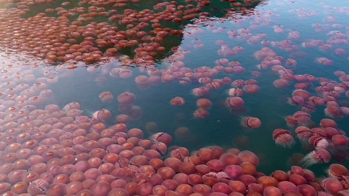 Agua roja a orillas de Filipinas: las medusas 'tomate' se hacen con la playa a falta de turistas