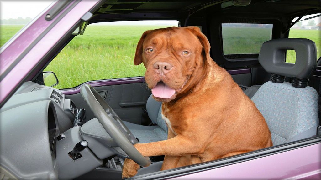 Cómo quitar el olor a perro del coche