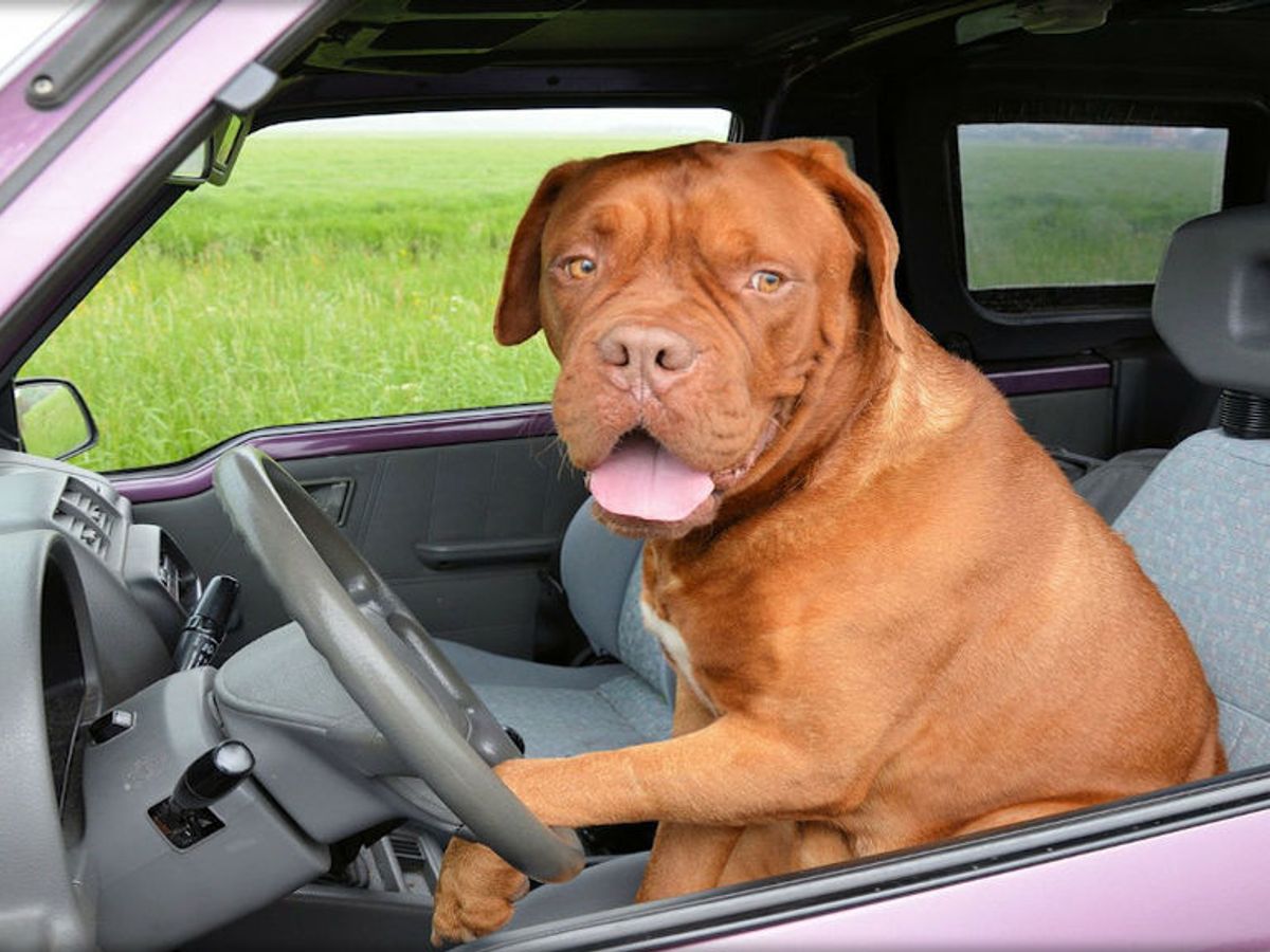 Cómo quitar el olor a perro de tu coche Uppers