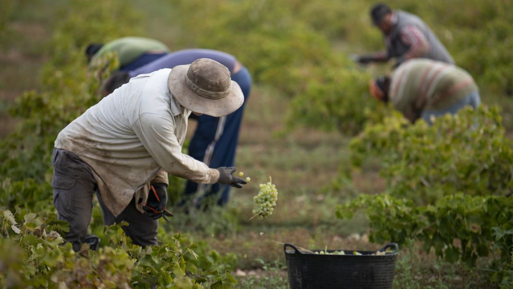 Coronavirus y agricultura: la Junta de Extremadura fletará autobuses escolares para los jornaleros Coronavirus y agricultura: la Junta de Extremadura fletará autobuses escolares para los jornaleros