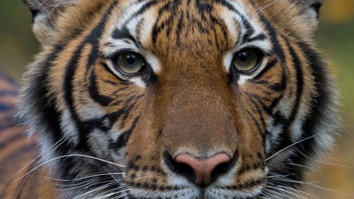 Un tigre del zoo del Bronx, en Nueva York, da positivo por coronavirus