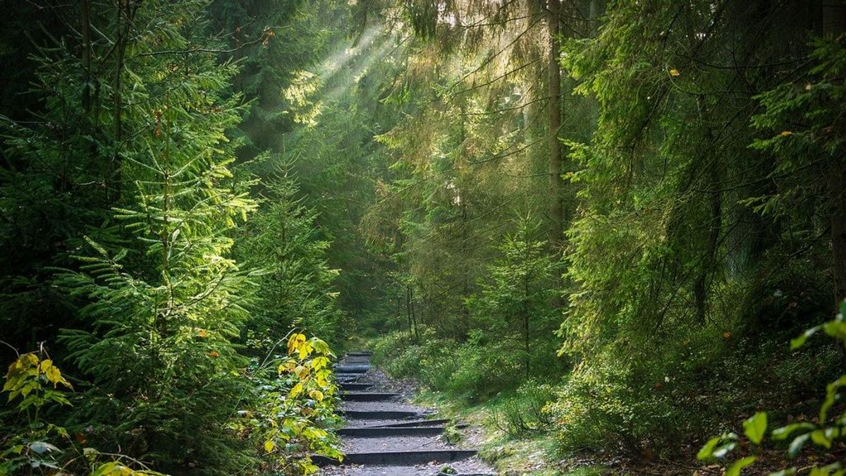 Naturaleza a casa en tiempos de cuarentena, vol. II: un paseo por el bosque desde el salón