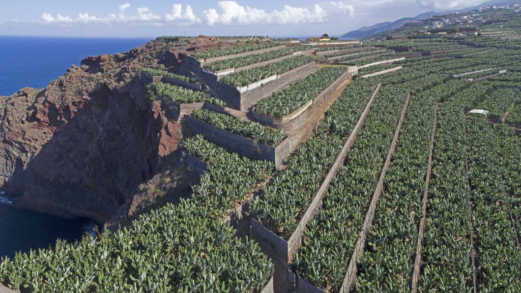La agricultura no se detiene: el sector primario pide que se apueste por el comercio local La agricultura no se detiene: el sector primario pide que se apueste por el comercio local