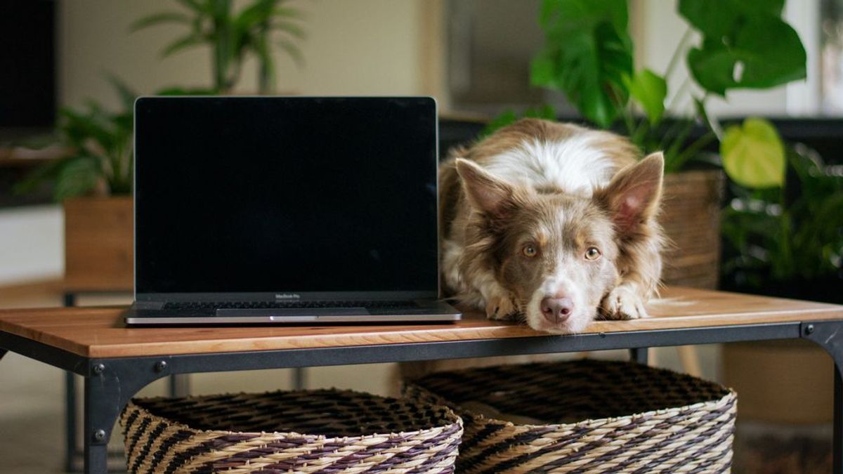 La clave para teletrabajar junto a tu perrete es la organización