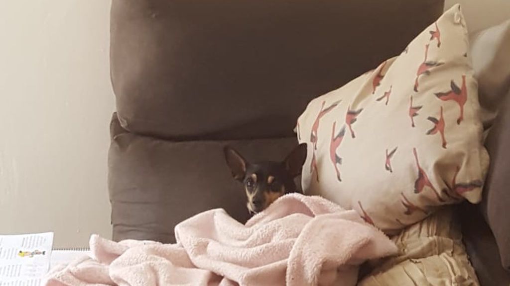 perro abandonado en casa de acogida