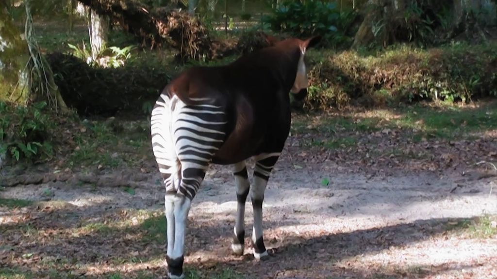 El animal más difícil de encontrar en África:  un okapi