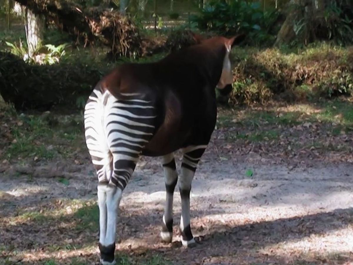 El animal más difícil de encontrar en África: un okapi