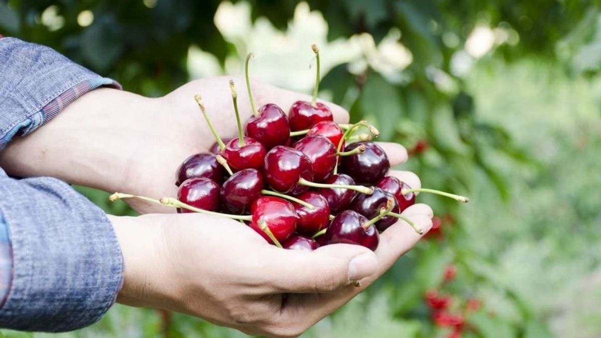 20200408 ECO PRODUCTORES CEREZAS 20200408 ECO PRODUCTORES CEREZAS