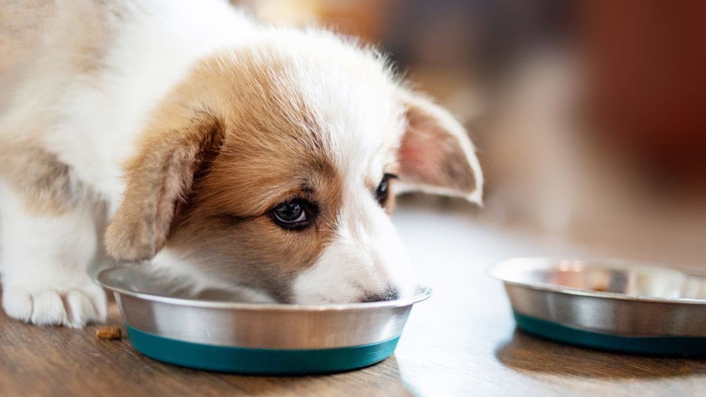 En las mascotas, la salud también entra por la boca