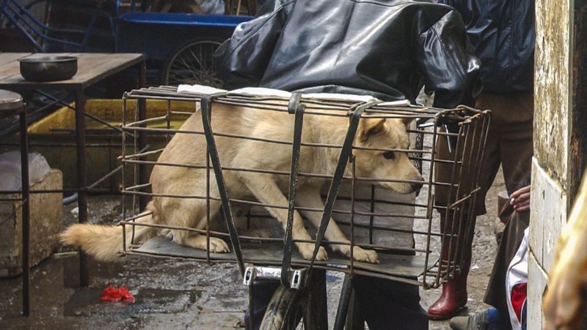 Sacan a los perros de una lista oficial de animales comestibles en China