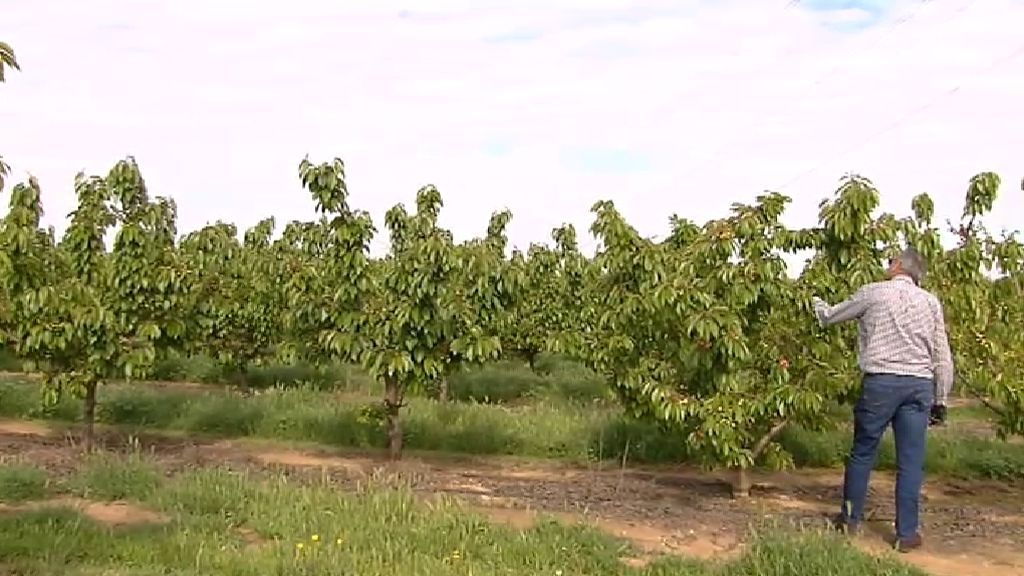 Los agricultores piden ayuda para la recolección de fruta