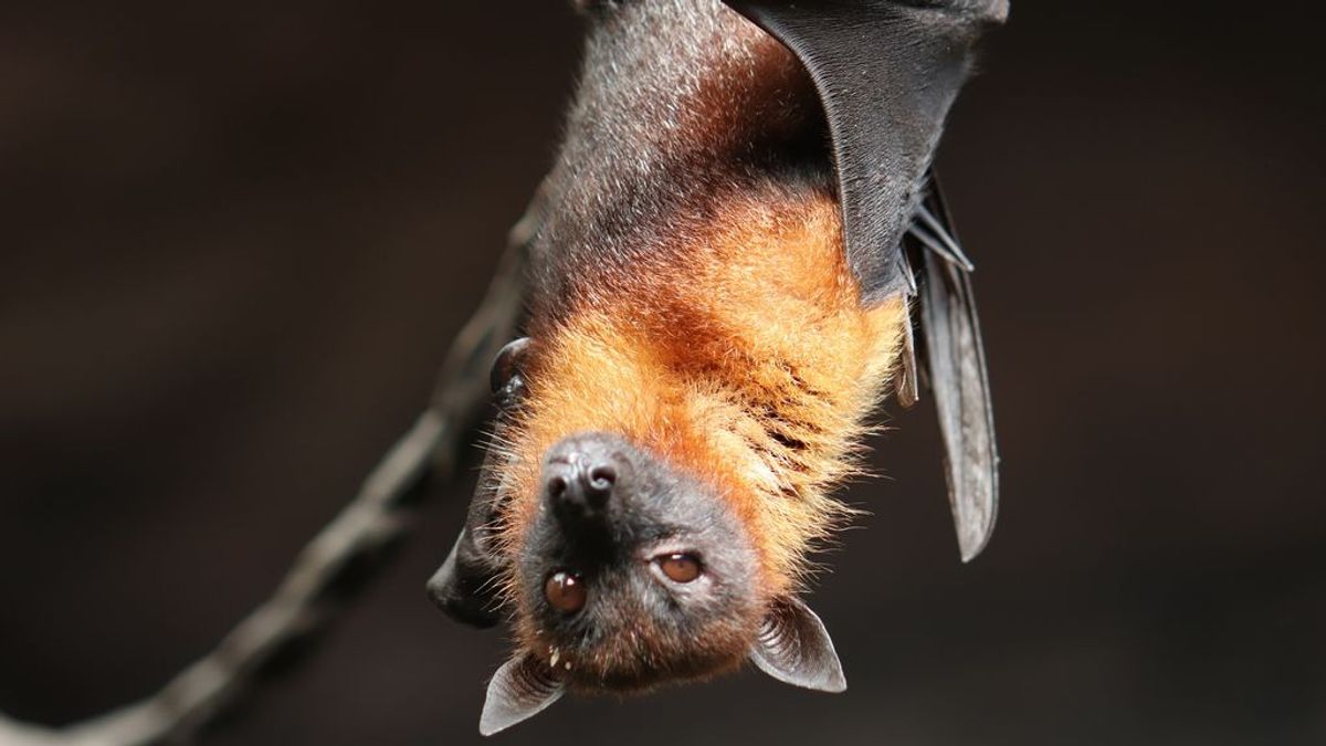 Descubren seis nuevos coronavirus en murciélagos