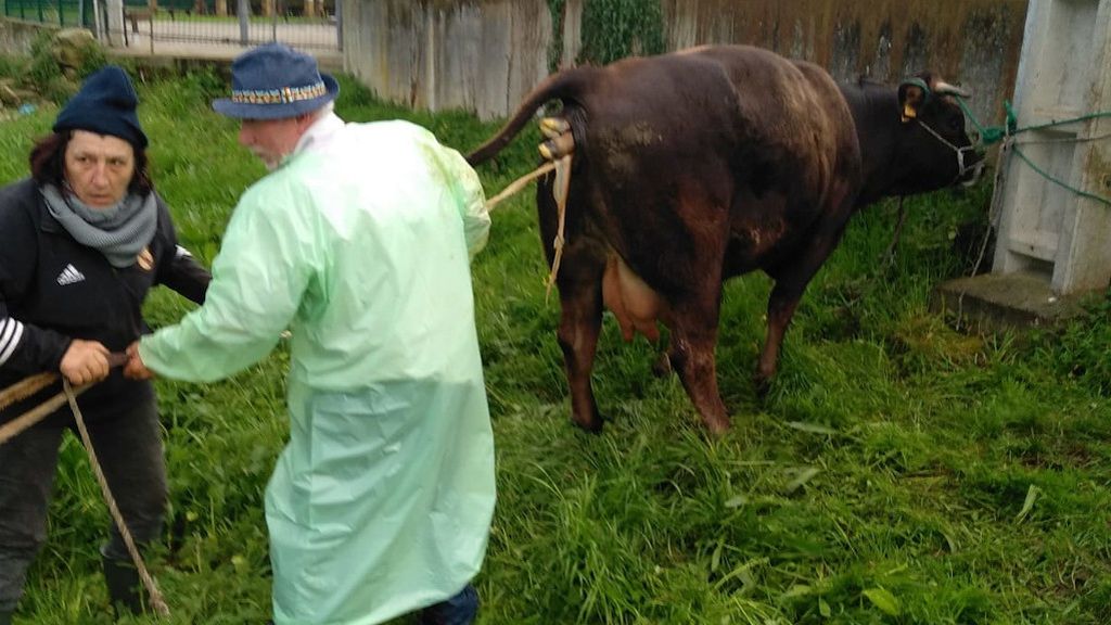 Agentes de la Guardia Civil ayudan en el parto de una vaca