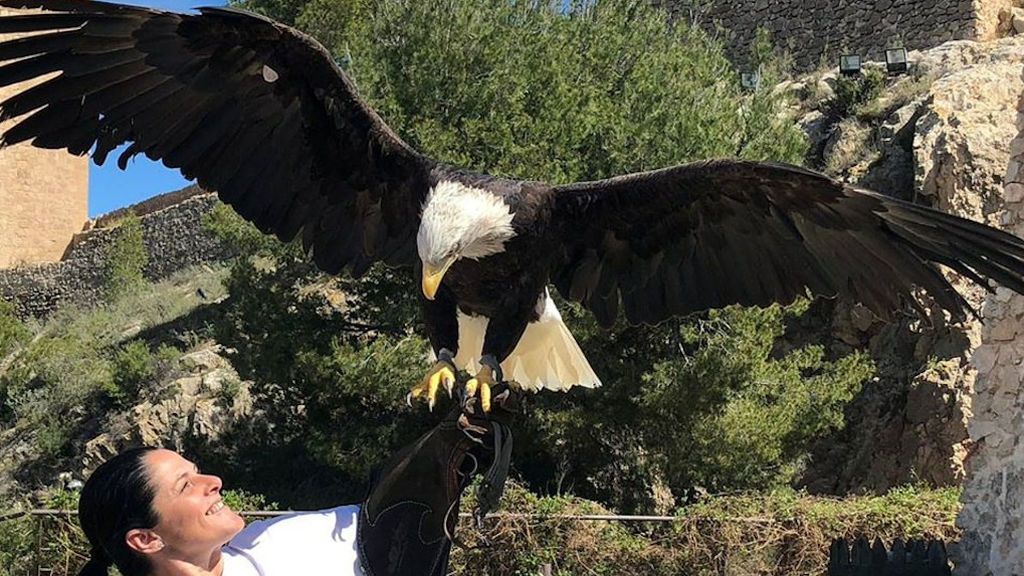 Águila Real