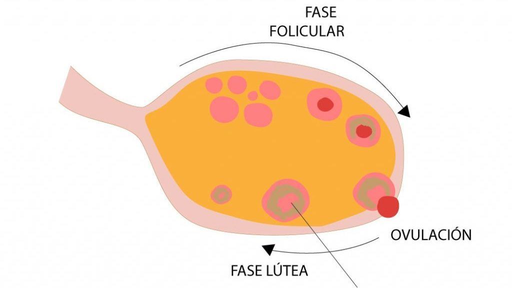 Las fases del ciclo menstrual.